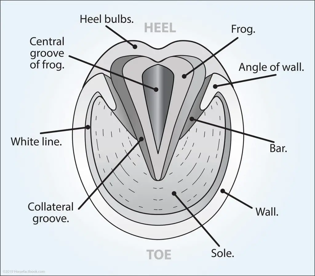 [DIAGRAM] Trimming Horse Hooves Diagram - MYDIAGRAM.ONLINE