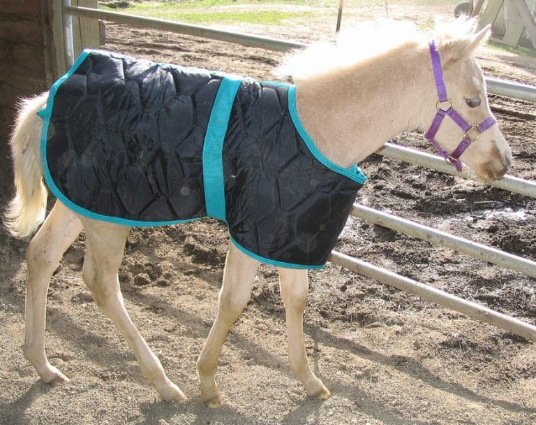 Guide To Horse Rugs Horse FactBook