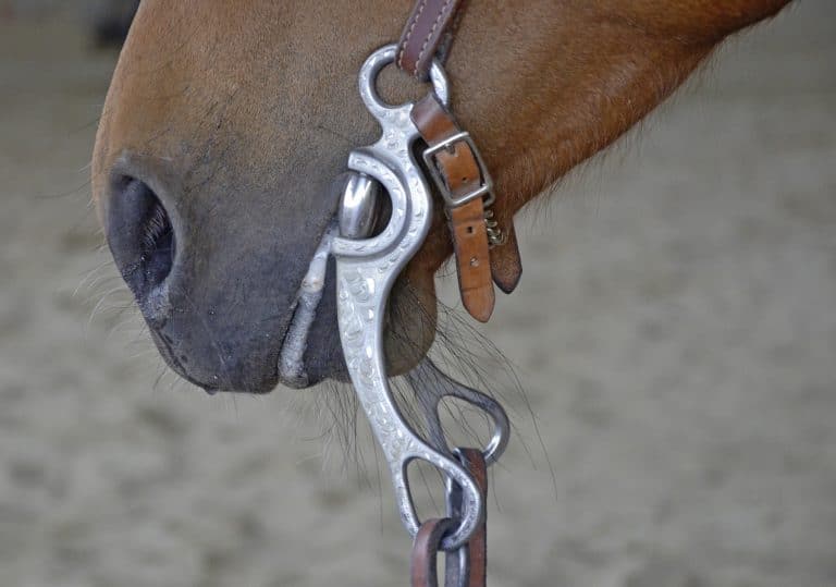 Getting The Right Bit For Your Horse Horse FactBook