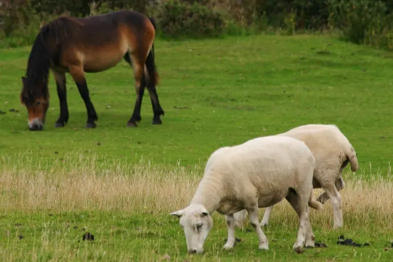 Grazing horses and sheep together can help reduce the number of larvae
