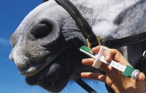 Using a dewormer tube to feed mashed bananas to your horse will make deworming easier