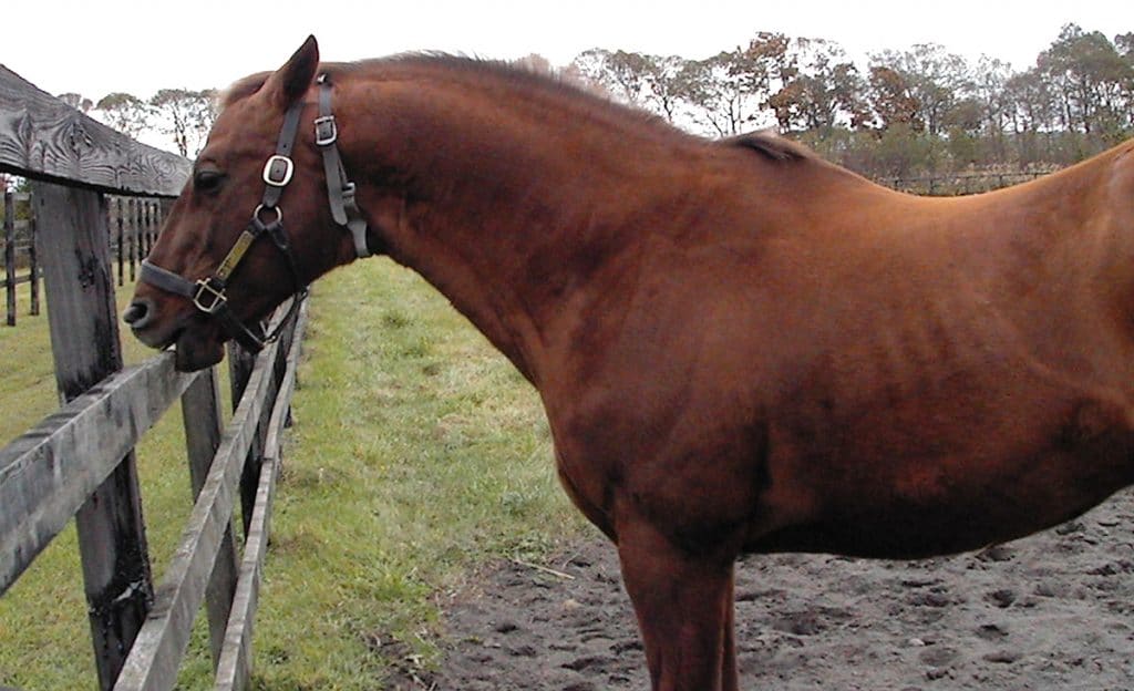 Why Does My Horse Weave? Horse FactBook