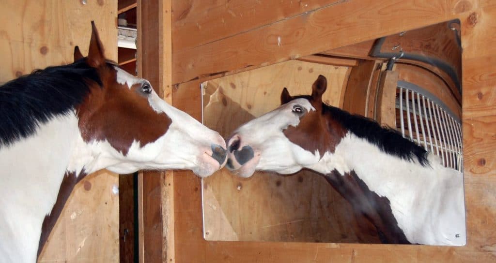 Beating Stall Rest Boredom 10 Ways You May Not Have Thought Of Horse
