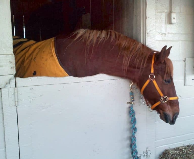 Why Does My Horse Weave? Horse FactBook