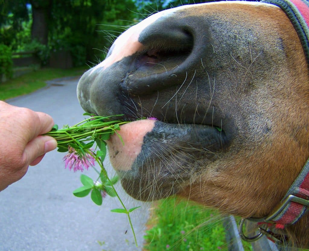 What NOT To Feed Horses 20 Foods Your Horse Should NEVER Eat Horse