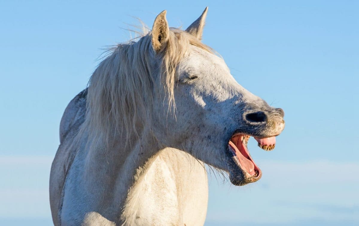 How To Keep A Horse From Being Bored Horse FactBook