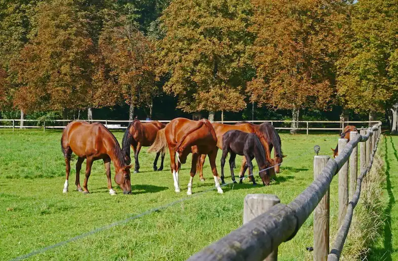 Pasture board suits some horse better