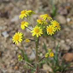Ragwort can be fatal to horses