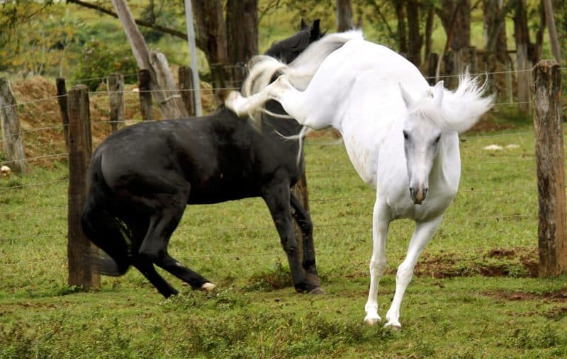 How Do I Stop My Horse Kicking? Horse FactBook