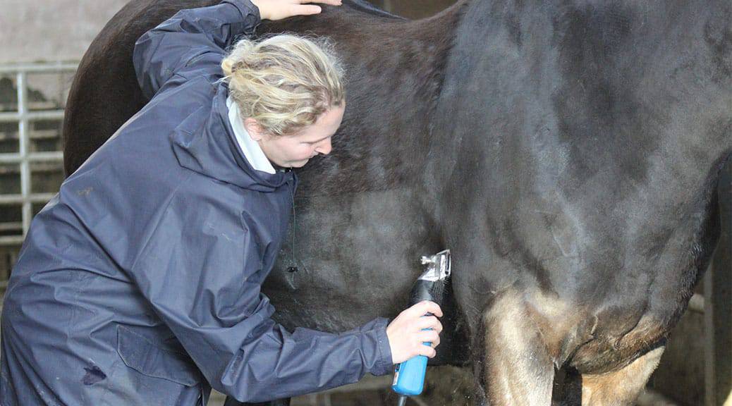 Clipping Your Horse A Guide To Why, When & How Horse FactBook