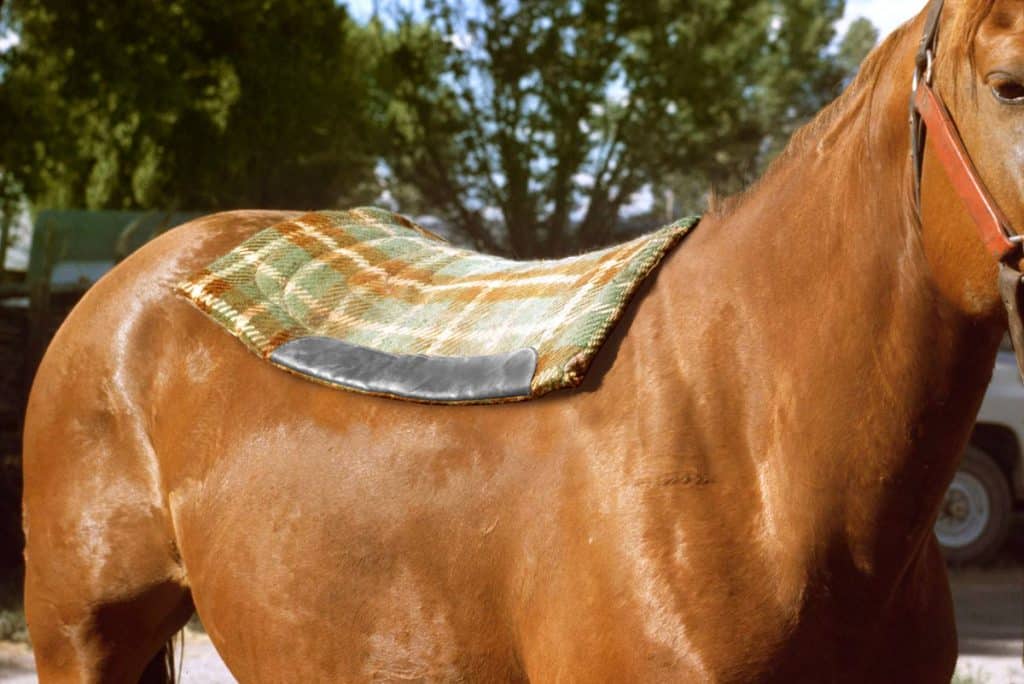 How To Buy And Fit Your Horse’s Saddle Horse FactBook
