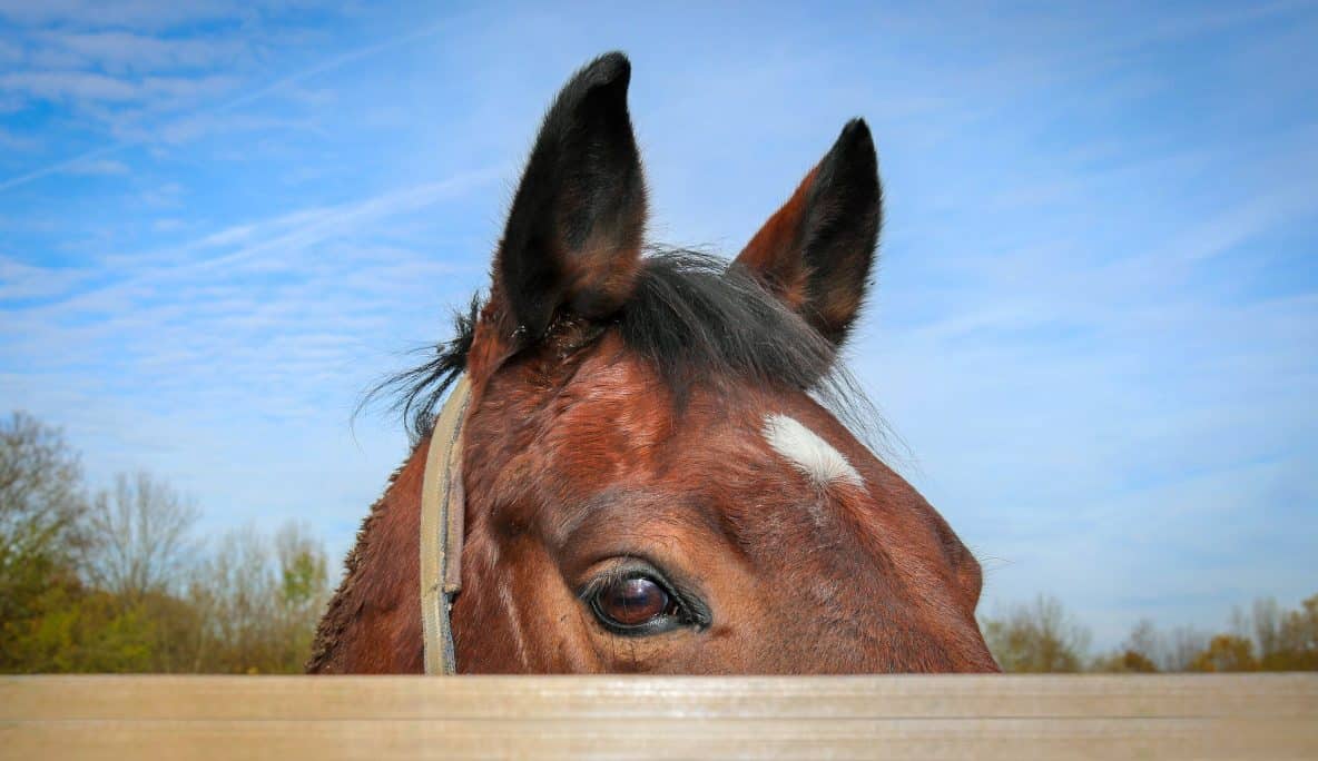 What S My Horse Thinking Understand Your Horse S Body Language Horse