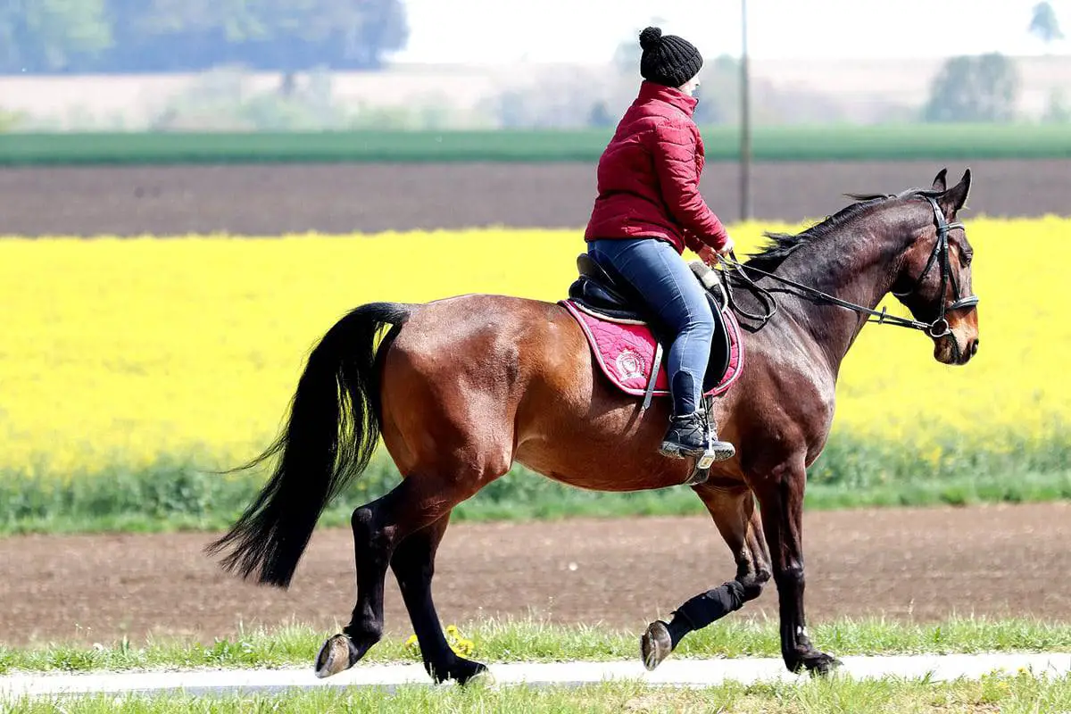 ride on horse 12v