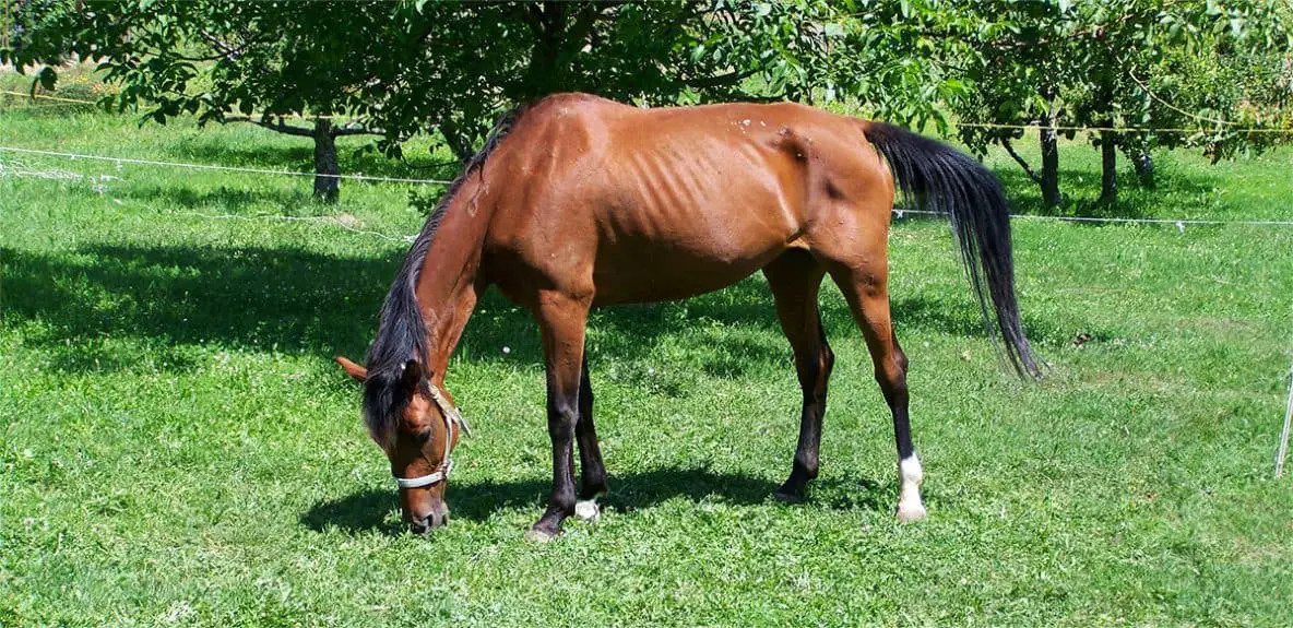 How To Feed A Hard Keeper On A Budget Horse FactBook