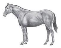 Henneke Body Condition Scoring System for horses - 6: Moderately Fleshy
