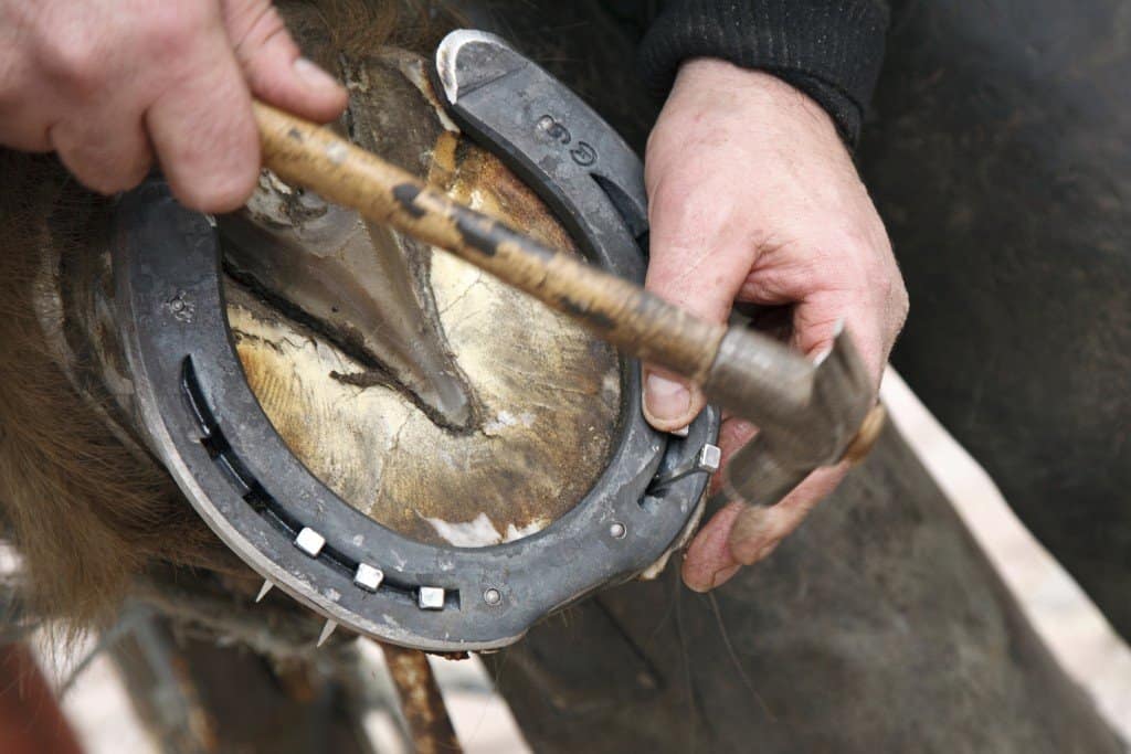 Why Horses Trip 13 Reasons Why Your Horse Might Be Stumbling Horse