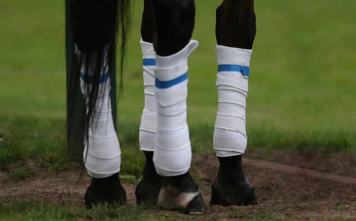 How To Bandage Your Horse’s Legs For Exercise Horse Factbook