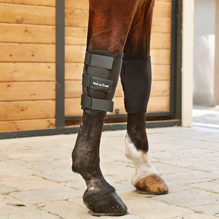Why Does My Horse Keep Tripping? 13 Reasons Why Your Horse Might Be