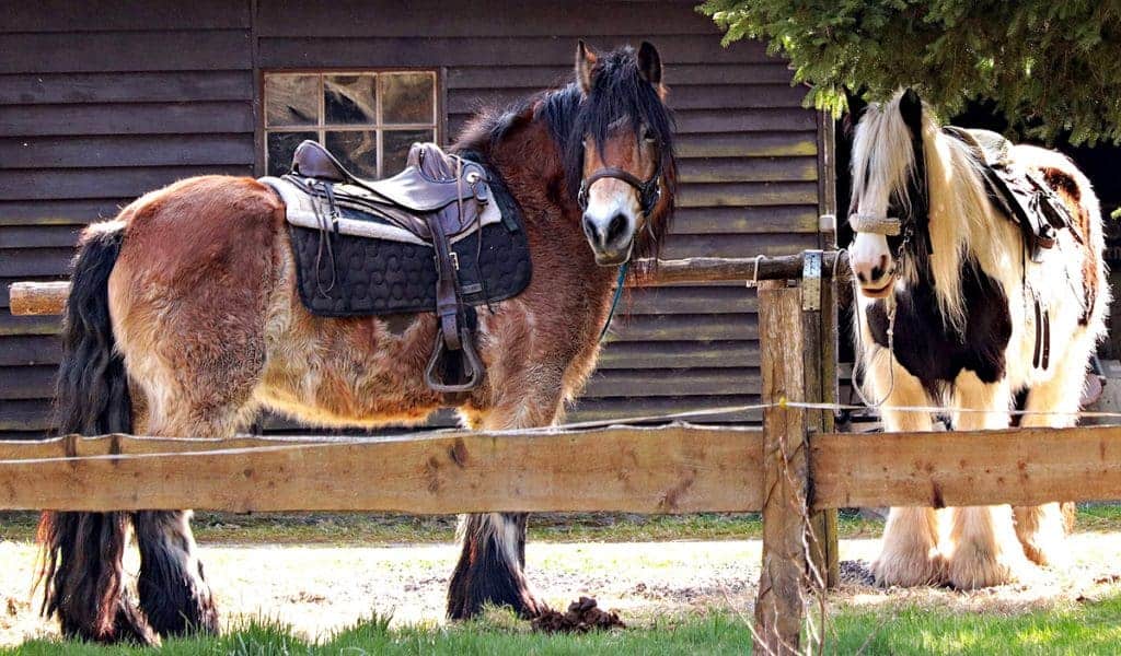 What Size Horse Should I Be Riding? Horse FactBook