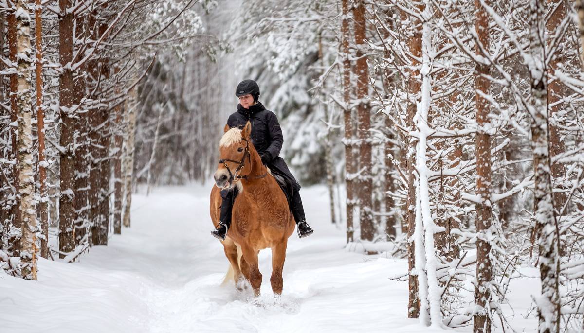 How To Ride Safely In The Snow Horse FactBook