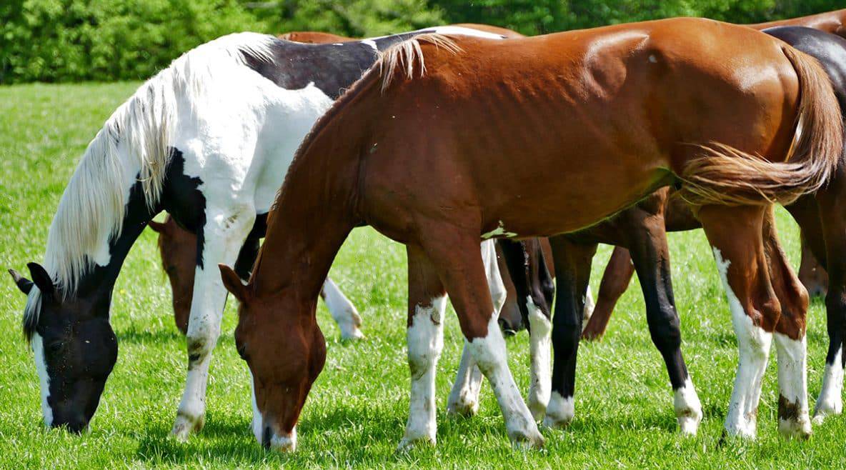 Do Horses Have Fleas? Horse FactBook