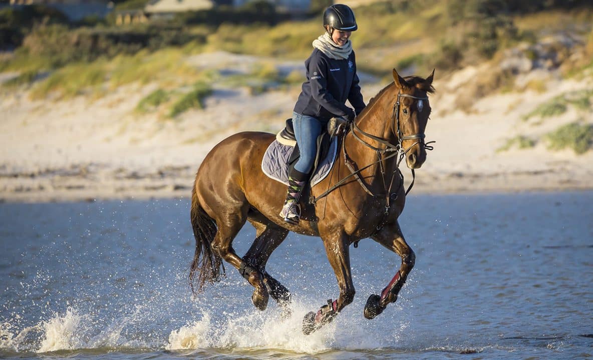 Do Horses Really Like Being Ridden? Horse FactBook