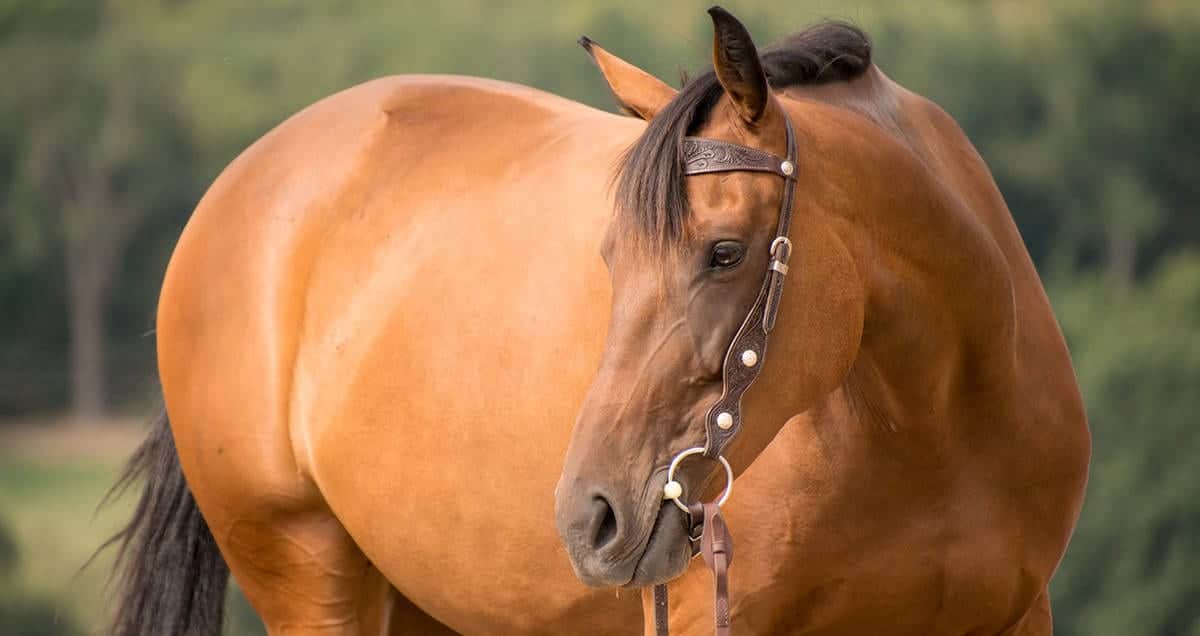 Strengthening Exercises For Horses With A Weak Back Horse FactBook