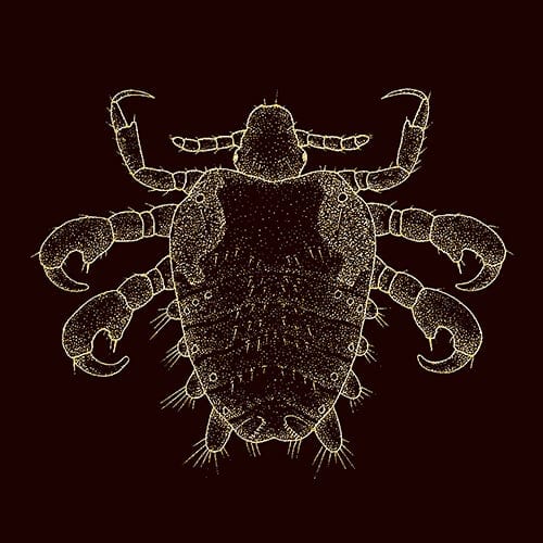 Do Horses Have Fleas? Horse FactBook