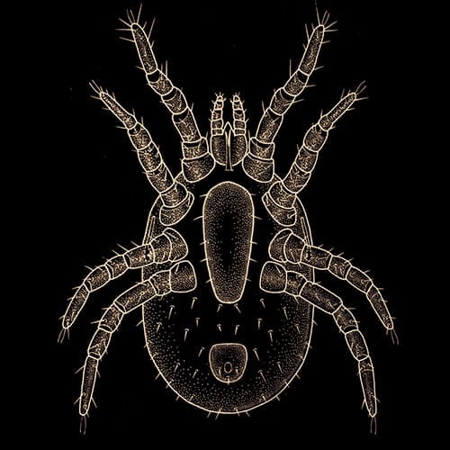 Do Horses Have Fleas? Horse FactBook