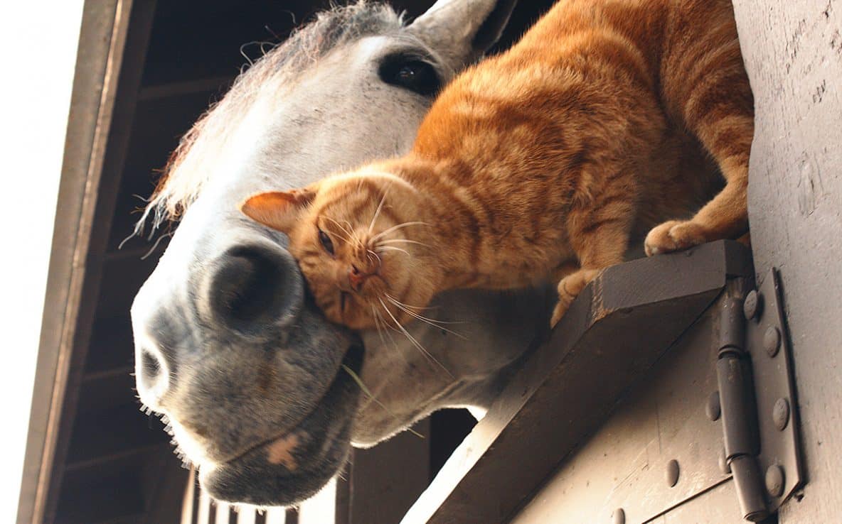 Do Horses Have Fleas? Horse FactBook