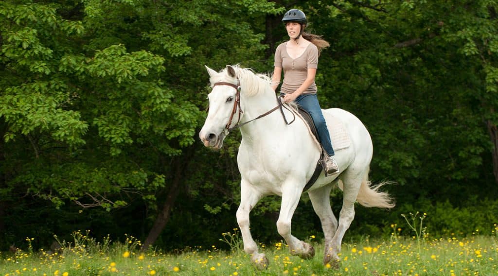 Is Horse Riding Vegan? Horse FactBook