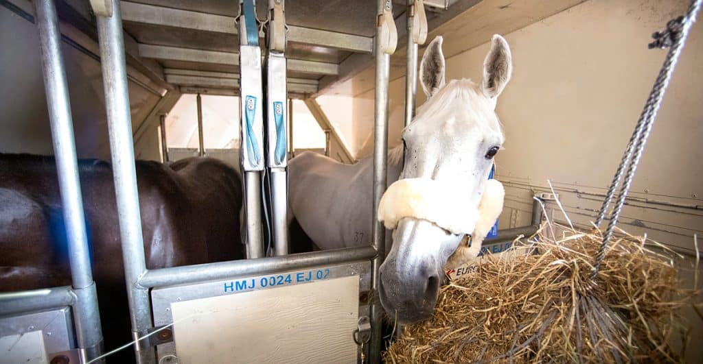 What’s The Best Way To Transport A Horse Overseas? Horse FactBook