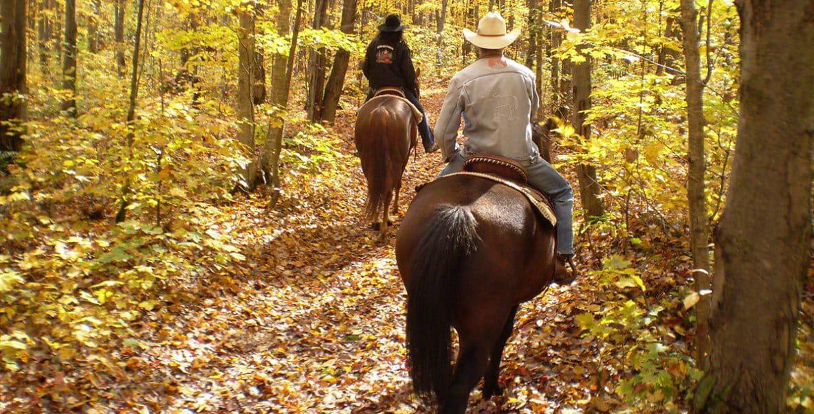 Top 11 Best Horse Breeds For Trail Riding Horse FactBook