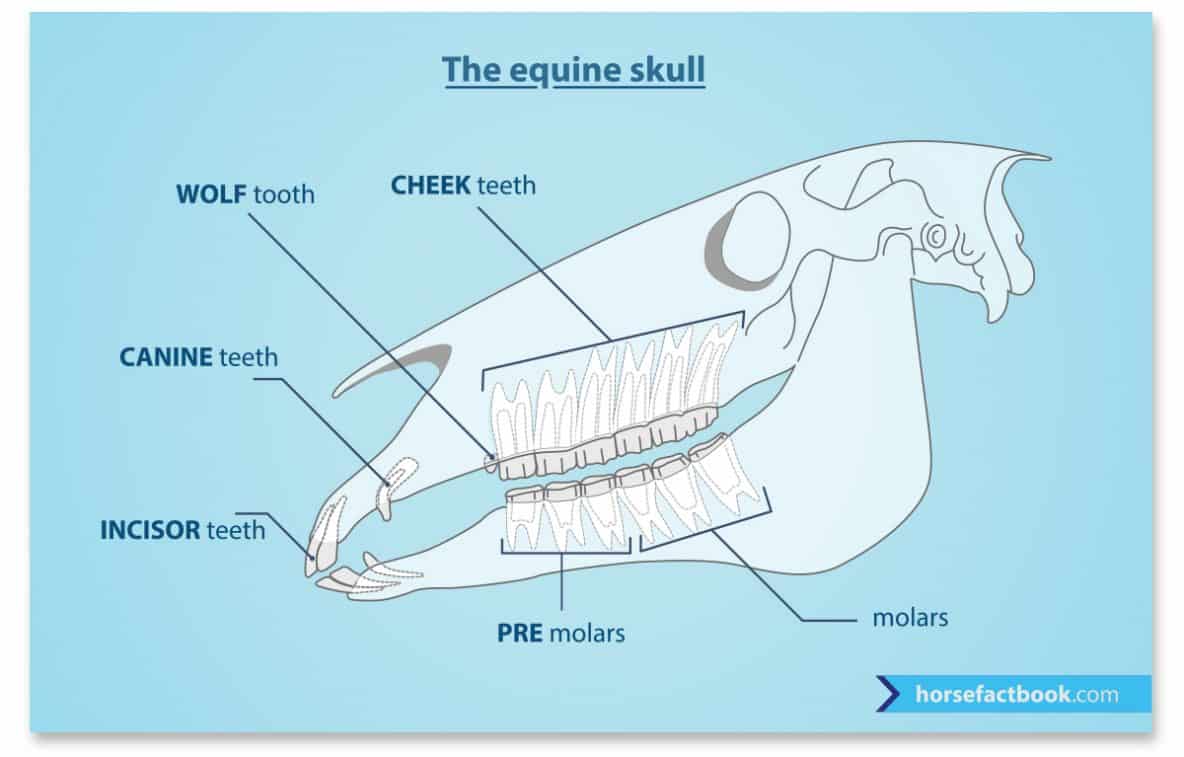 What Your Horse’s Teeth Are Telling You Horse FactBook