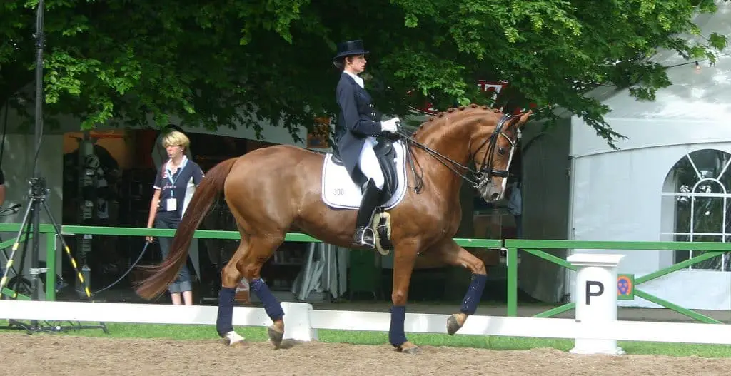 The world's best dressage breeds