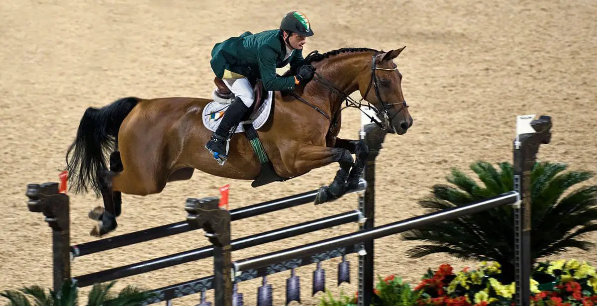 Best breeds for jumping at all levels horse factbook