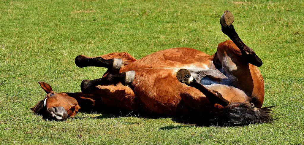 Why do horses roll?