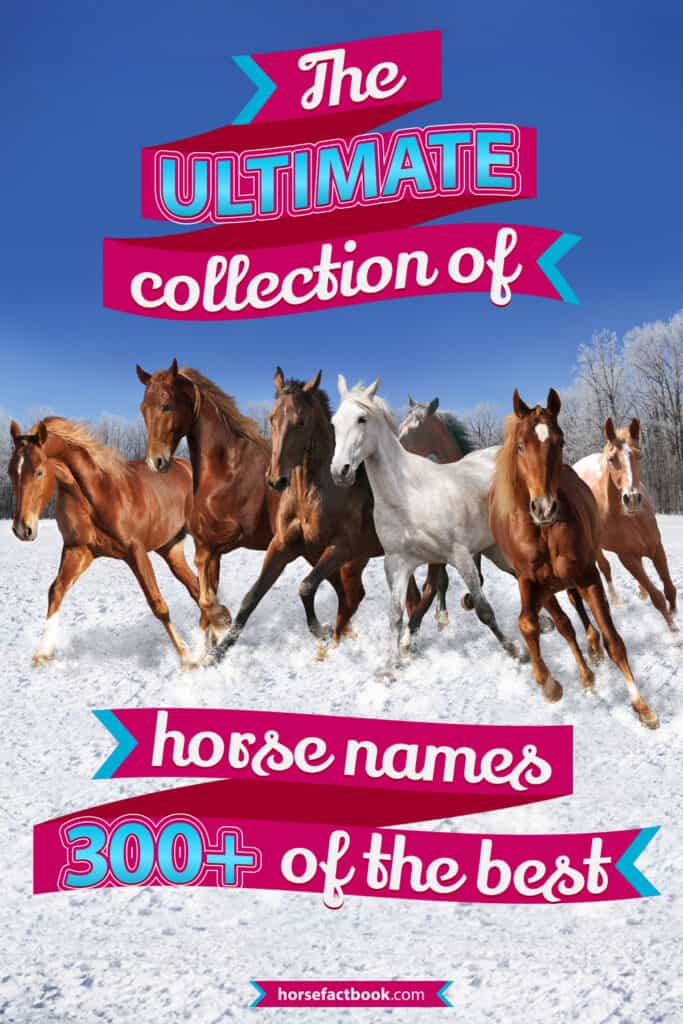 The 300 Best Horse Names Of All Time Horse FactBook