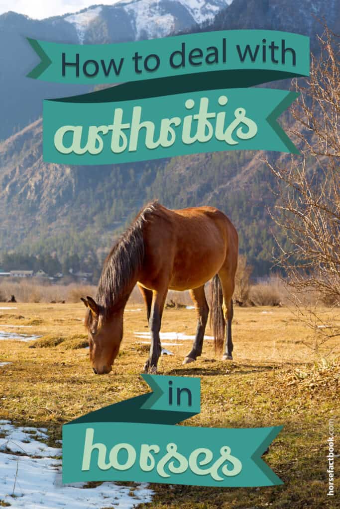 How To Deal With Arthritis In Horses Horse FactBook