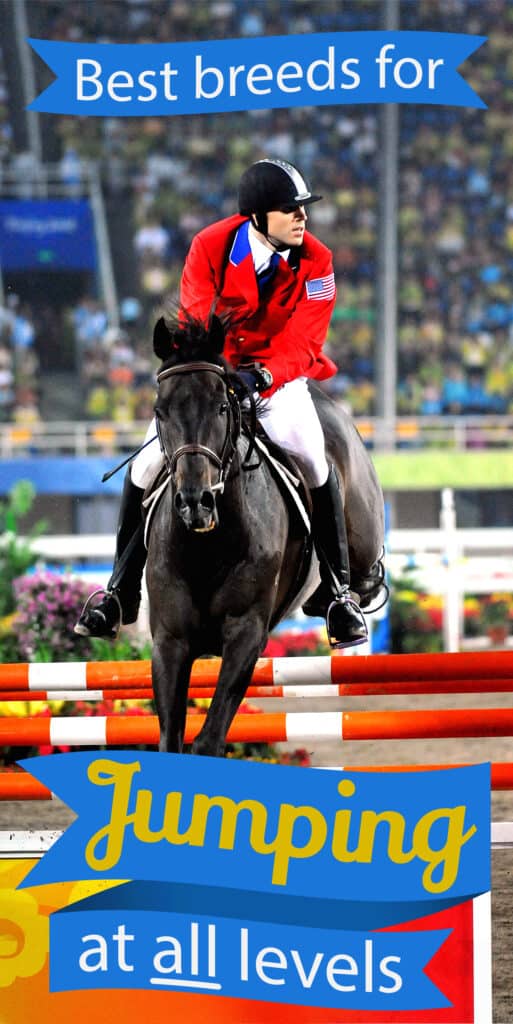 12 Best Horse Breeds For Jumping Clear At Every Level (with videos) Horse FactBook