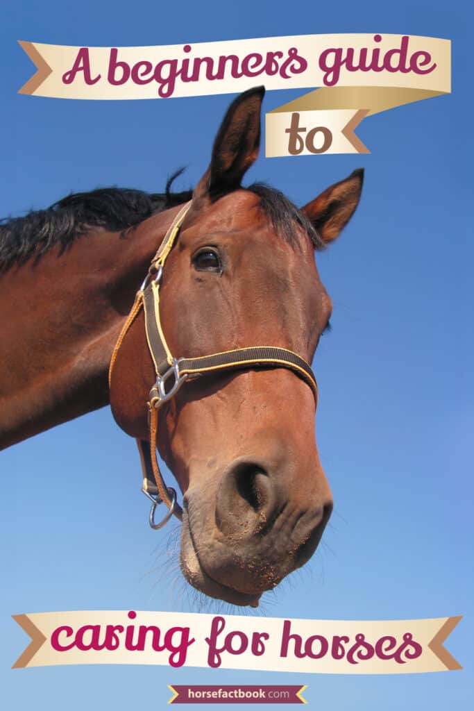 Caring For Your New Horse A Beginner’s Guide To Caring For A Horse