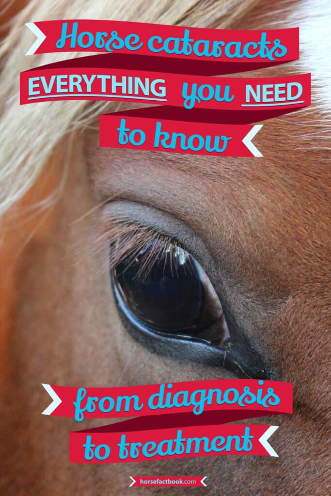 Horse Cataracts, All You Need To Know From Diagnosis To Treatment