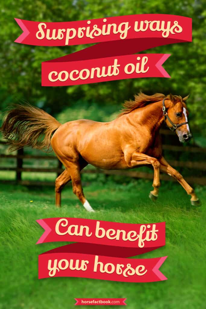 10 Amazing Ways Coconut Oil Can Benefit Your Horse Horse FactBook