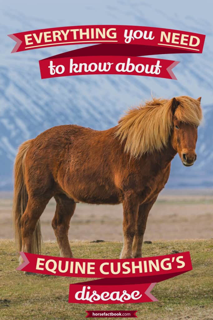 Equine Cushing’s Disease Helping Your Horse Lead A Normal Life