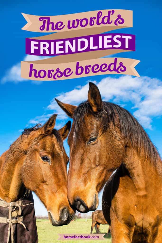 The 10 Most Friendly Horse Breeds In The World (with videos) Horse