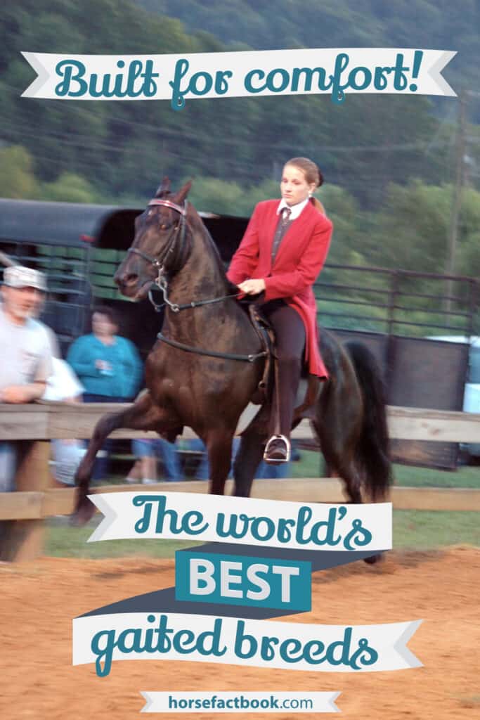 Built For Comfort 15 Of The Best Gaited Horse Breeds Horse FactBook