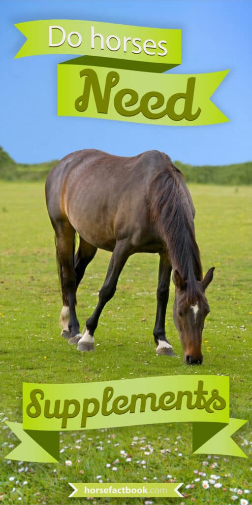 Do Horses Need Supplements? Horse FactBook