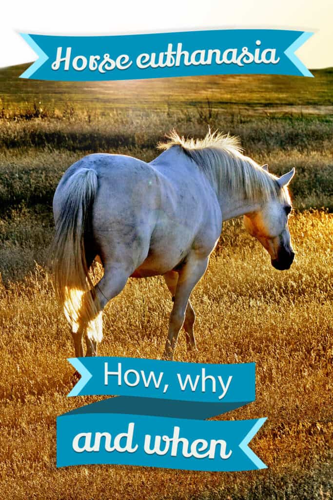 Horse Euthanasia The Sad Facts Of Having A Horse Put To Sleep Horse FactBook
