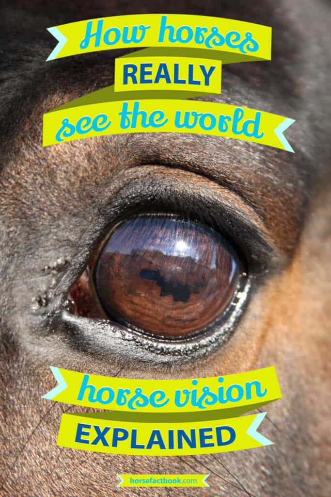 How Do Horses See? The World From A Horse’s Point Of View Horse FactBook