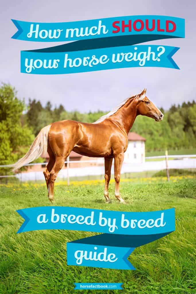 How Much Should A Horse Weigh? (Charts by Breed) Horse FactBook